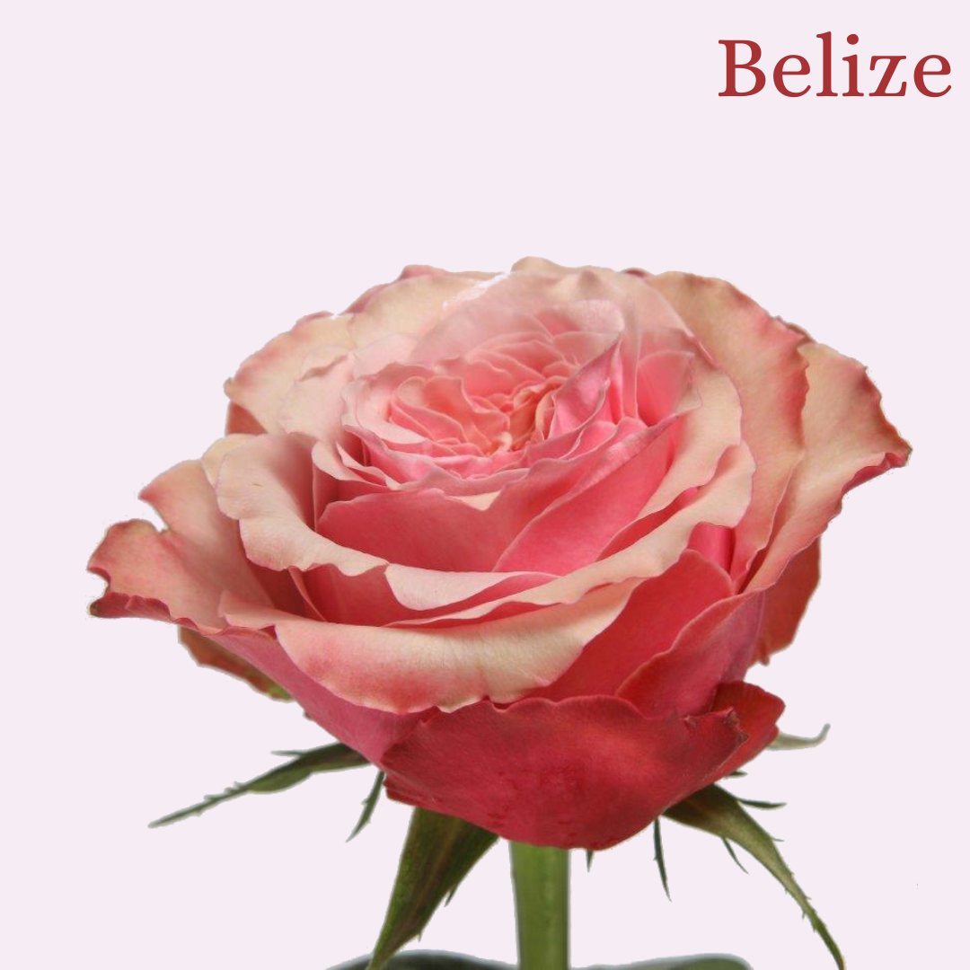 ROSE BELIZE 50